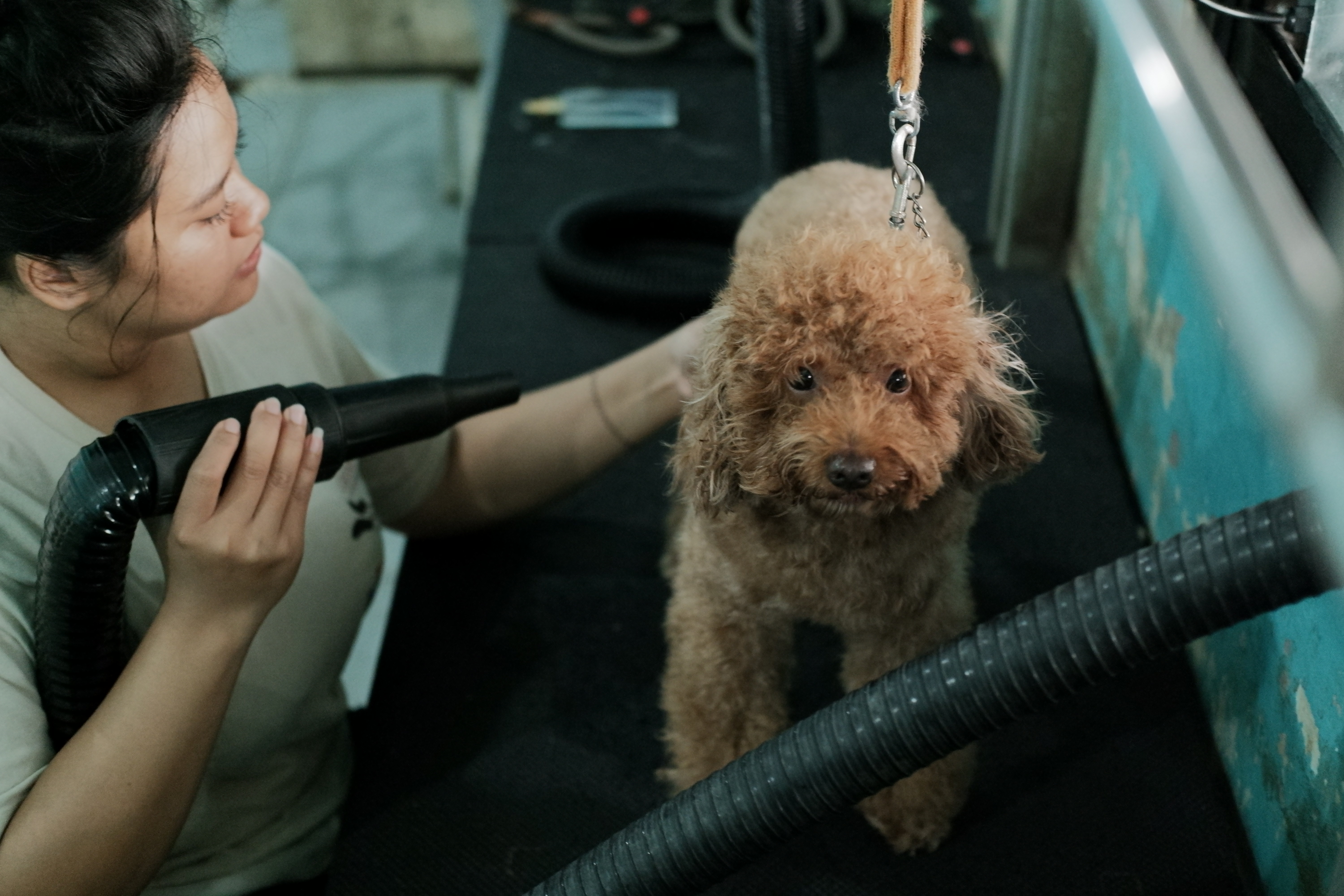 Grooming Anjing